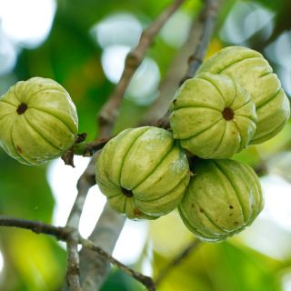 Extract de fructe Garcinia Cambogia