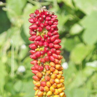 Extract de tuberculi Glucomannan